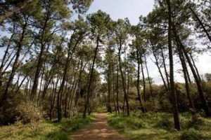 La forêt de Saint-Vincent-sur-Jard, piste 15